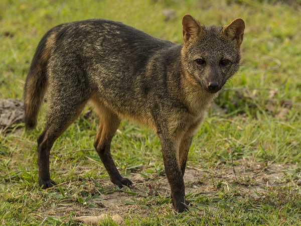 0021 Crab-eating Fox2