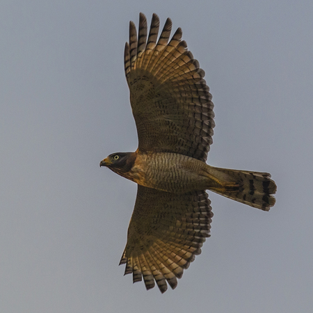 0022 Savanna Hawk2