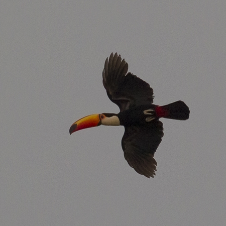0023 Toco Toucan