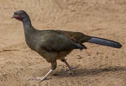 0007 Chaco Chachalaca