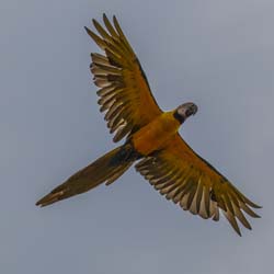 0008 Blue and Yellow Macaw2