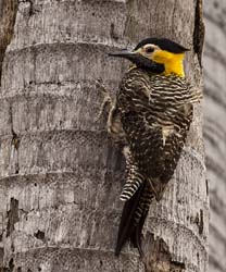0010 Campo Flicker