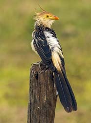 0012 Guira Cuckoo