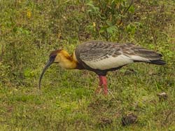0013 Buff-necked Ibis