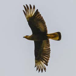 0014 Southern Caracara