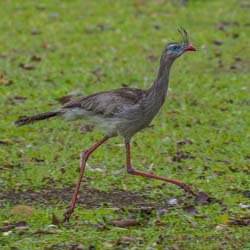 0015 Red-legged Seriema