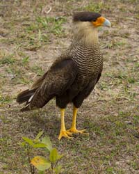 0016 Southern Caracara2