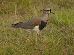 0017 Southern Lapwing