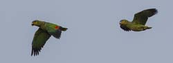 0020 Turquoise-fronted Amazon