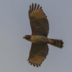 0022 Savanna Hawk2