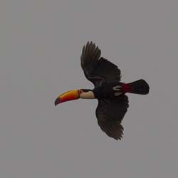 0023 Toco Toucan
