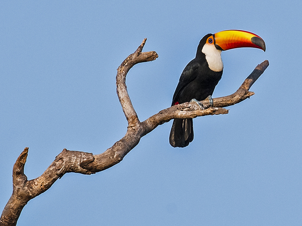 0026 Toco Toucan 60D-2850