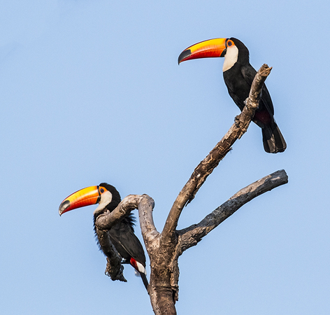 0033 Toco Toucans 60D-2880