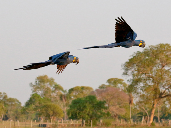 0034 Hyacinth Macaws 60D-2782