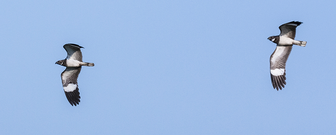 0035 60D-2796