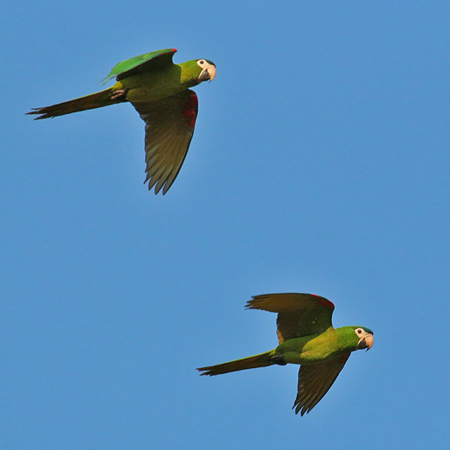 0040 Blue-fronted Parrots 60D-2955