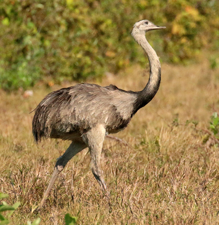0048 Common Rhea 60D-3100