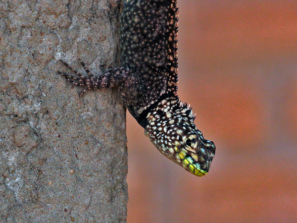 0055 Collared Lizard 60D-3297
