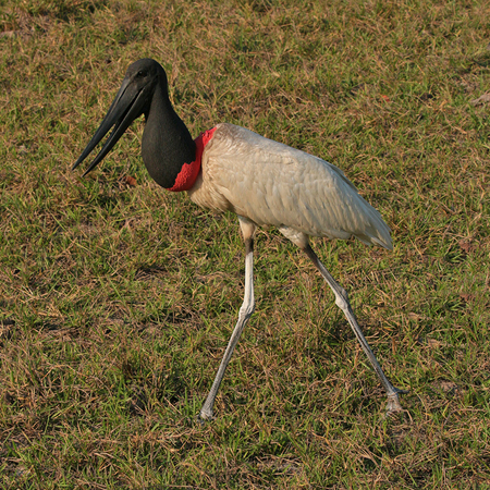 0061 Jabiru Stork 60D-3418