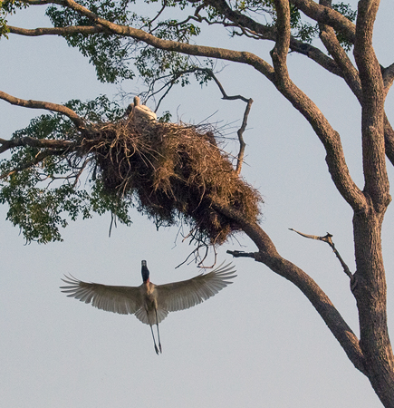 0064 Jabiru Storks 60D-3550b