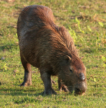 0066 Capybara 60D-3564