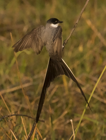 0070 Fork Tailed Flycatcher 60D-3624DN