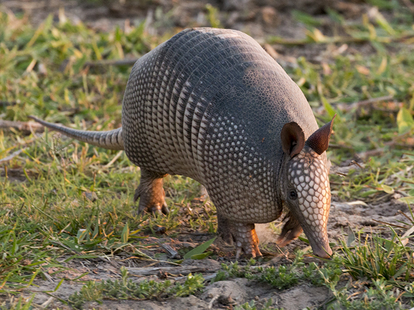 0071 Nine-banded Armadillo 60D-3730
