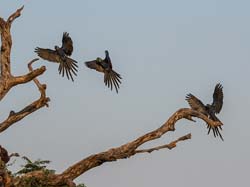 0025 Hyacinth Macaws 60D-2674