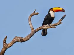 0026 Toco Toucan 60D-2850