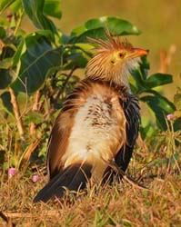 0027 Guira Cuckoo 60D-2934