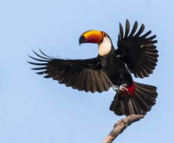 0029 Toco Toucan 60D-2858