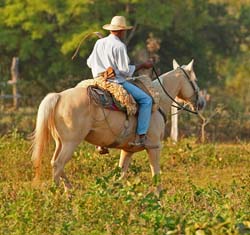 0030 Brazilian Cowboy 60D-2935