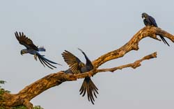 0031 Hyacinth Macaws 60D-2704