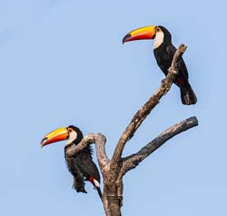 0033 Toco Toucans 60D-2880