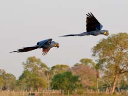 0034 Hyacinth Macaws 60D-2782