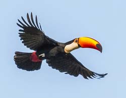 0036 Toco Toucan 60D-2897DeN