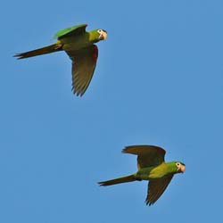 0040 Blue-fronted Parrots 60D-2955