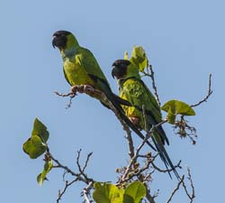 0043 Black-hooded Parakeet 60D-3132