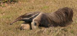 0046 Giant Anteater 60D-3114