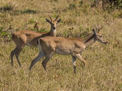 0047 Marsh Deer 60D-3139