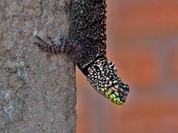 0055 Collared Lizard 60D-3297