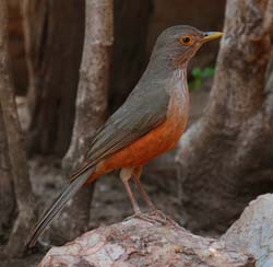 0056 Rufous-bellied Thrush 60D-3311