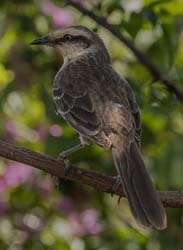 0058 White-banded Mockingbird 60D-3347