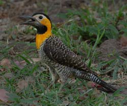 0059 Campo Flicker-60D-3359