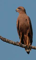 0060 Savanna Hawk 60D-3389
