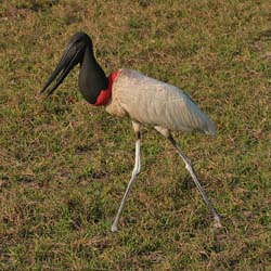 0061 Jabiru Stork 60D-3418