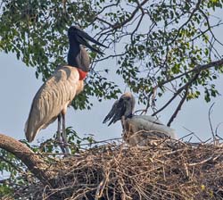 0062 Jabiru Storks 60D-3437