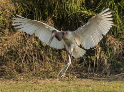 0063 Jabiru Stork 60D-3471