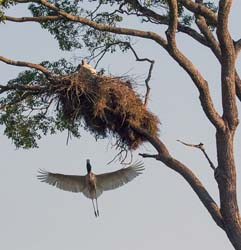 0064 Jabiru Storks 60D-3550b