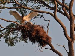 0065 Jabiru Storks 60D-3557